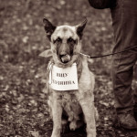 ataman_balashiha_dogs002