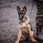 ataman_balashiha_dogs010