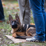 ataman_balashiha_dogs012