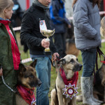 ataman_balashiha_dogs016