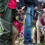 ataman_balashiha_dogs017