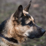 ataman_balashiha_dogs020