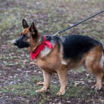ataman_balashiha_dogs021