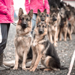 ataman_balashiha_dogs027