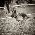 ataman_balashiha_dogs029