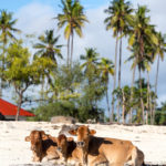 Zanzibar_2018-06-2