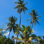 Zanzibar_2018_Nungwi01
