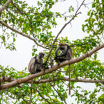 Zanzibar_2018_nature05