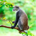 Zanzibar_2018_nature06