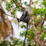 Zanzibar_2018_nature08
