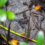 Zanzibar_2018_nature09
