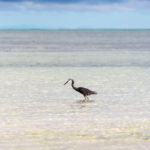 Zanzibar_2018_nature10