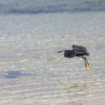 Zanzibar_2018_nature11