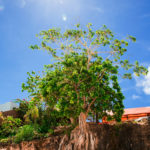 Zanzibar_2018_nature13