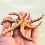 Zanzibar_2018_nature15