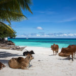 Zanzibar_Nungwi-609