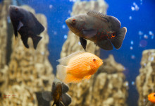 аура_видное_презентация_2013_14