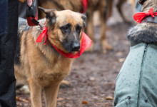 ataman_balashiha_dogs003