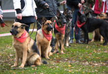 ataman_balashiha_dogs009