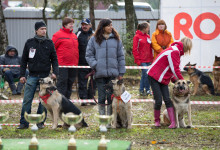 ataman_balashiha_dogs014