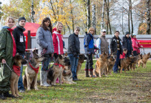 ataman_balashiha_dogs015