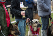 ataman_balashiha_dogs016