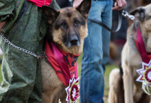 ataman_balashiha_dogs017