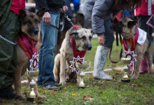 ataman_balashiha_dogs018