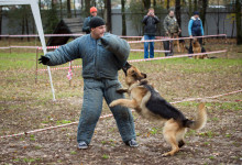 ataman_balashiha_dogs019