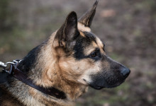 ataman_balashiha_dogs020