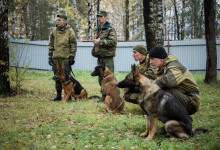 ataman_balashiha_dogs023