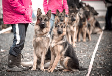 ataman_balashiha_dogs027