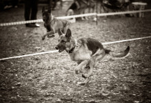 ataman_balashiha_dogs029
