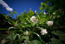 Samyang 16-2 ED AS UMC CS Canon _17mm _01