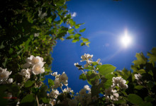 Samyang 16-2 ED AS UMC CS Canon _17mm _03