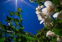 Samyang 16-2 ED AS UMC CS Canon _17mm _04