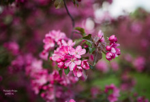 fotosessia_kolomenskoe_02