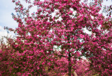 fotosessia_kolomenskoe_04