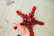 Zanzibar_2018_nature01