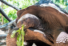 Zanzibar_2018_nature02