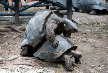 Zanzibar_2018_nature03