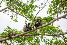 Zanzibar_2018_nature05