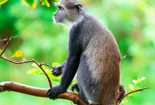 Zanzibar_2018_nature06