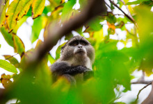 Zanzibar_2018_nature07