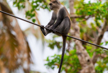Zanzibar_2018_nature08