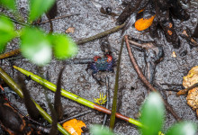 Zanzibar_2018_nature09