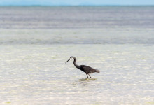 Zanzibar_2018_nature10