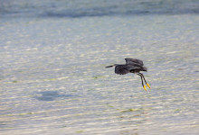 Zanzibar_2018_nature11