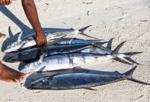 Zanzibar_2018_nature12