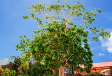 Zanzibar_2018_nature13